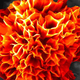 Illustration for article titled These Microflowers Bloom From Organic Chemicals in 3 Hours